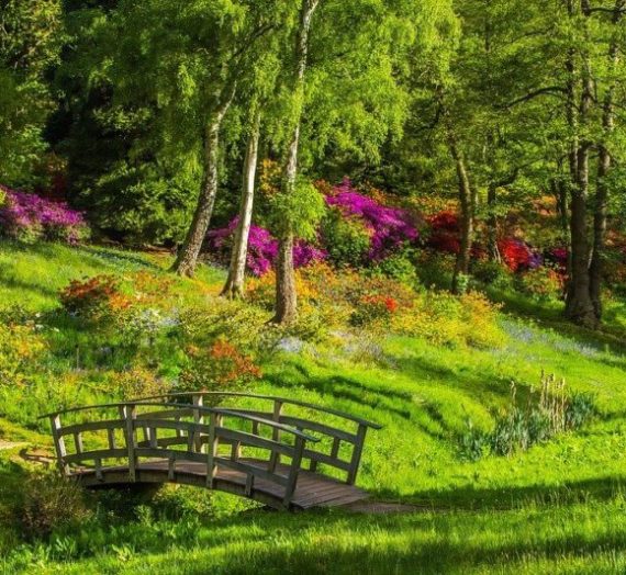 7 Rumput Taman Paling Populer dan Mudah Perawatannya