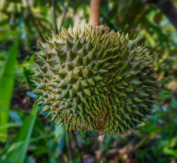 Tempoyak Durian, Melayu punya